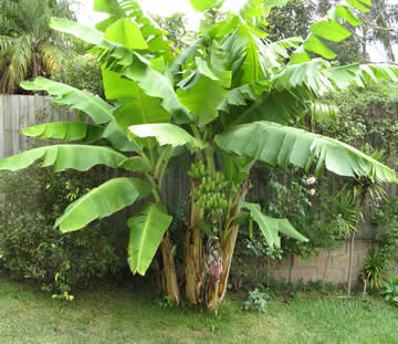plant de banane Musa